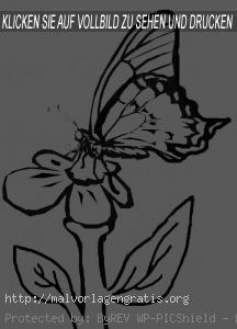 Malvorlagen Schmetterling-5
