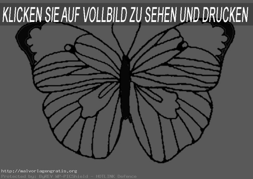 Malvorlagen Schmetterling-7