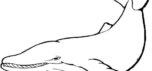 Malvorlagen Tiere -11