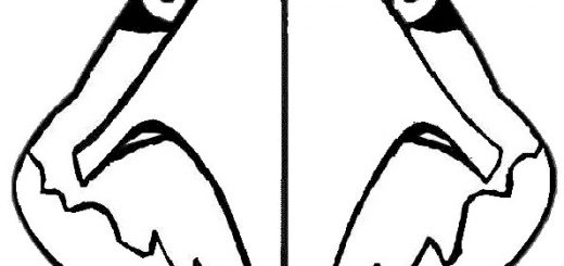 Malvorlagen Angry-birds-15