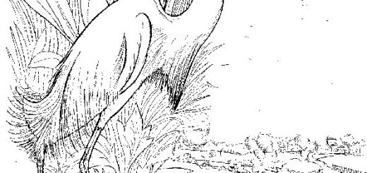 Malvorlagen Tiere-18