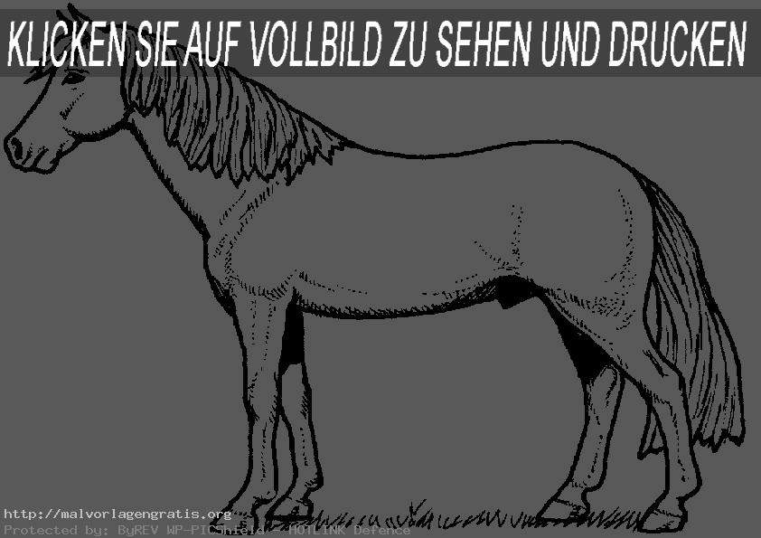 Pferde-23